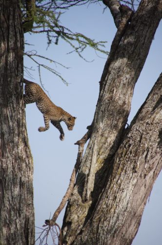 Leopard tree Serengetti safari