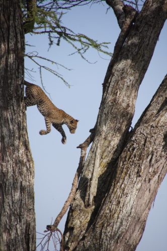 Leopard Jumping from tree, Serengeti Tanzania