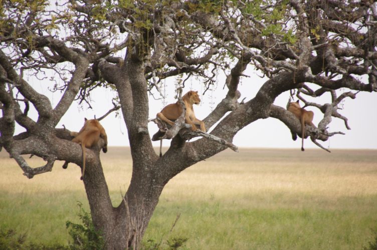 Lions spotted in a tree on Big 5 Safari,Serengeti Tanzania