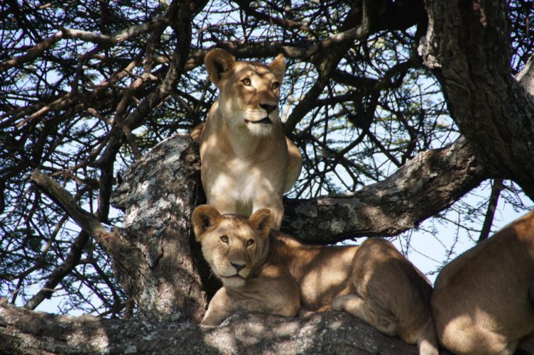 Lions, Serengeti Tanzania