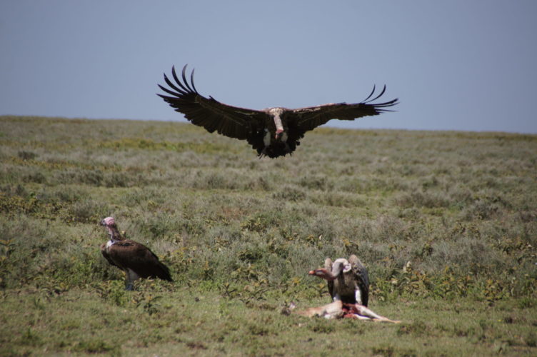 Vulture Serengetti safari