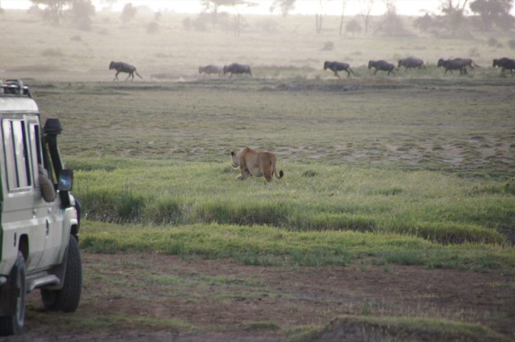 Lion stalking Wildebeest, Serengeti Tanzania
