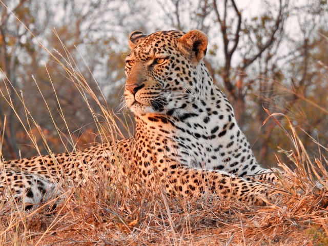 Big 5 safari Leopard, Southern Africa