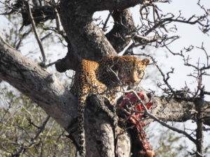 predator-meets-prey-Leopard kill in tree Big five safaris