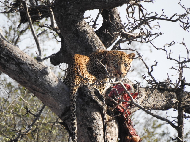 Leopard kill in tree Big five safaris