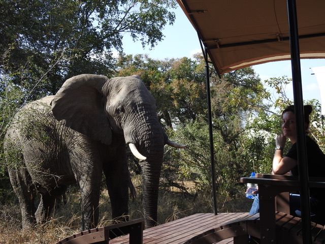 Elephant close to Safari vehicle .
