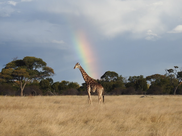 Big 5 Safari saw Giraffe.