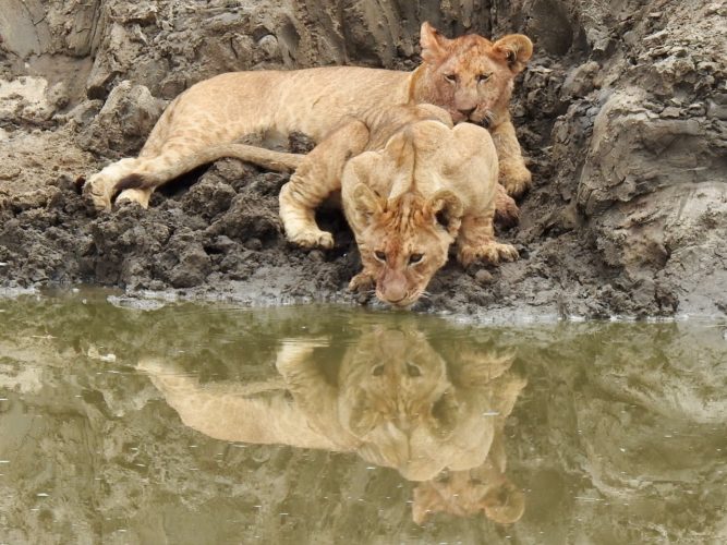 Lion cub seen on Big 5 Safari, Southern Africa