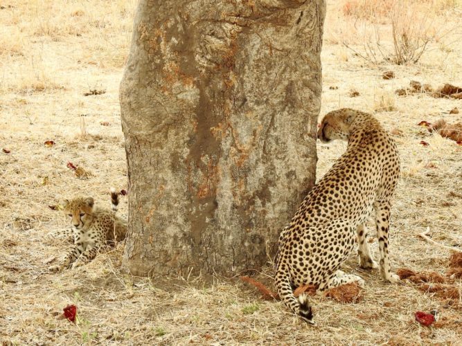 Cheetah seen on Big 5 Safari, Southern Africa