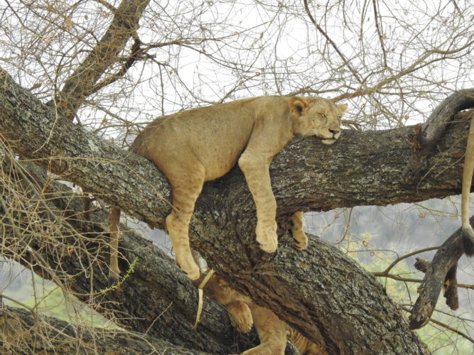 Lion in tree spotted in Big5,Southern Africa