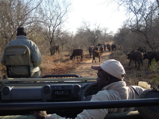 Safari drive,Kapama Lodge Kruger Park South Africa. Luxury African safari