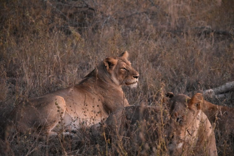 Lion seen on Big 5 Safari, Southern Africa