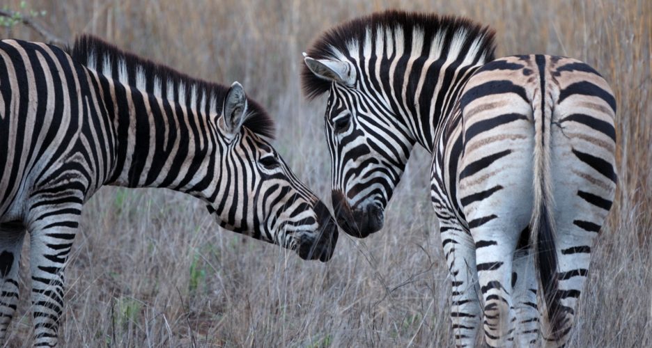 Okavango Delta Travel Guide, Wildlife safaris in Africa get you close to Africa’s Zebras on a Botswana safari