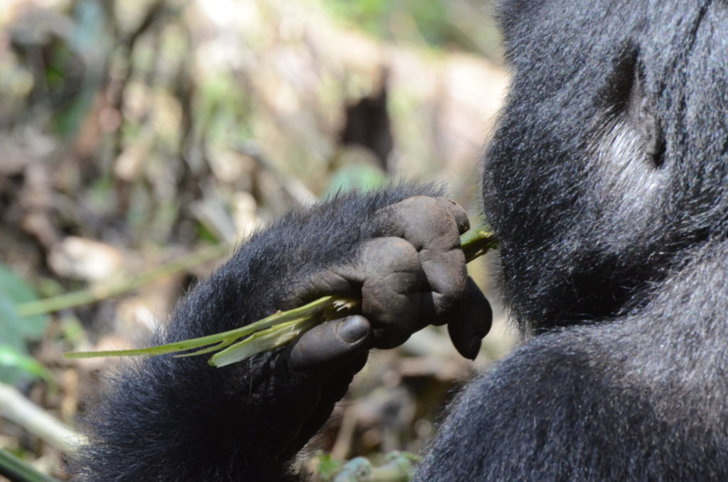 Gorilla hand, Gorilla Trekking and Primate Safaris