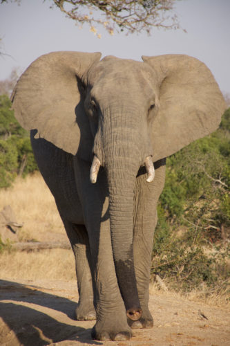 Elephant seen on Big 5 Safari at Honeyguide, South Africa