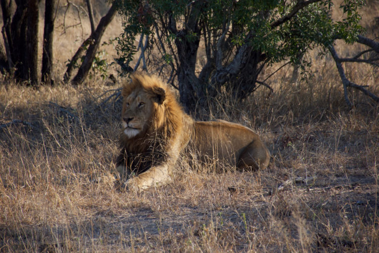 Lion spotted on Big 5 safari, Honeyguide South Africa