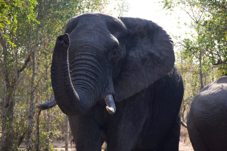 Elephant, Honeyguide South Africa Big 5 Safari