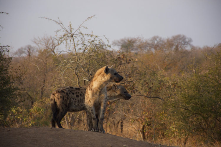 Hyena seen on Big 5 Safari South Africa