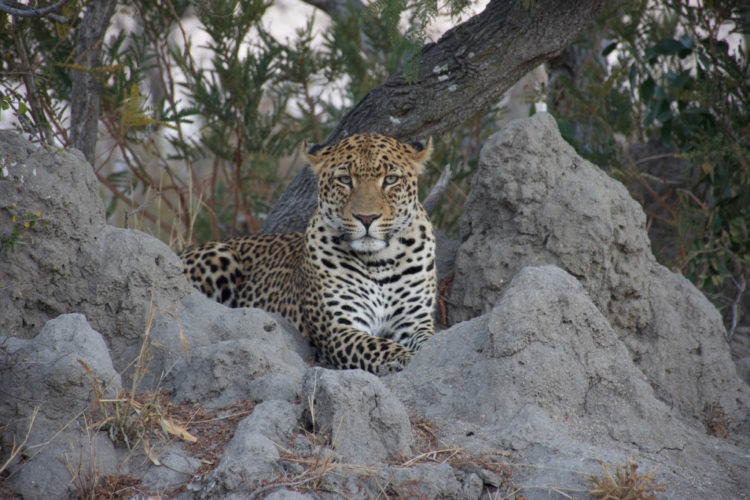 Leopard, Honeyguide South Africa Big 5 Safari