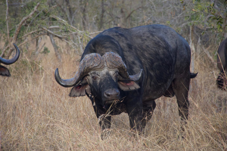 Buffalo at Honeyguide South Africa, Big 5 Safari