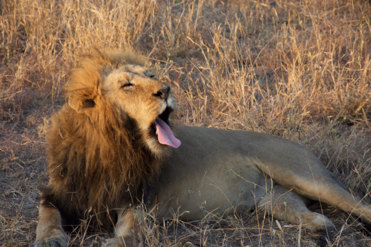 Yawning Lion, Honeyguide South Africa