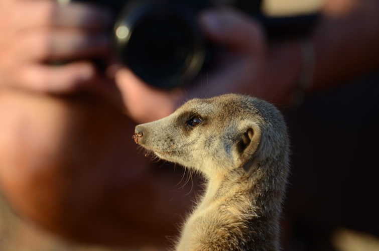 photographic-safari-Meerkats up close, wildlife safaris, photographic safaris