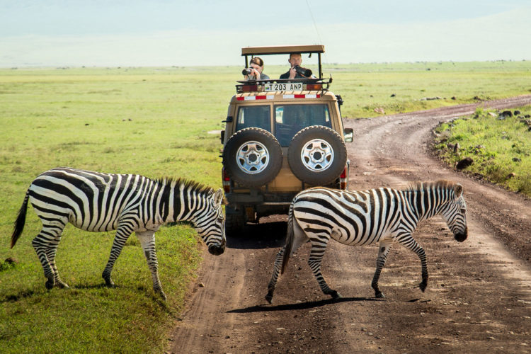 Ngorongoro crater safari, zebra, wildlife safaris, africa four wheel drive safaris, photographic safaris