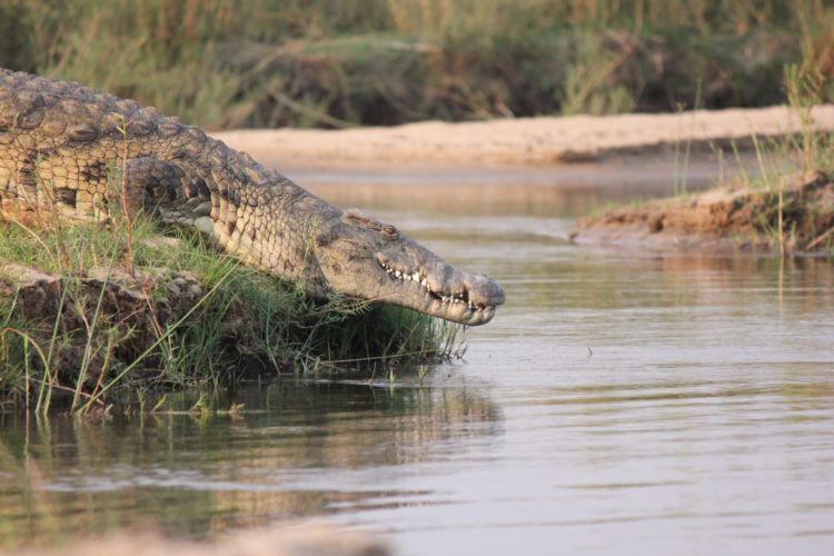 crocodile lower zambezi