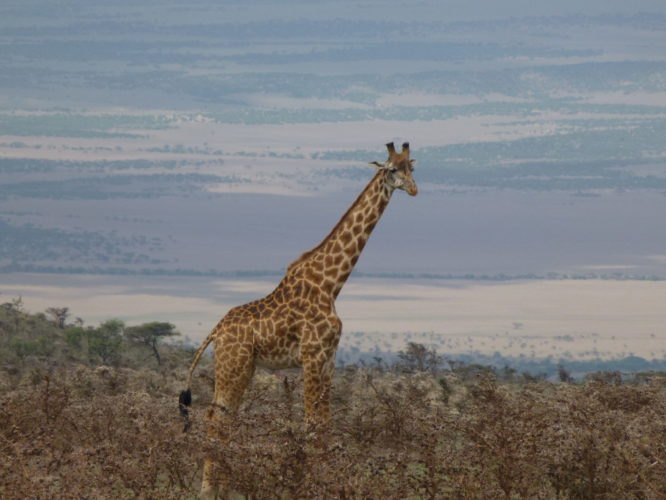 giraffe tanzania safari