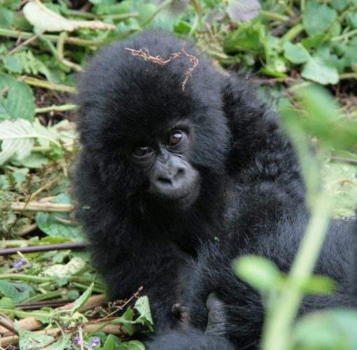gorilla trekking in Africa, Gorilla trekking, Rwanda