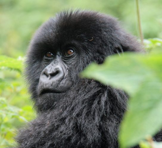 Gorilla Trekking, Gorilla Trekking and Primate Safaris