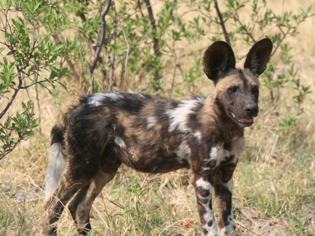 Big Seven Safari, Wild Dog, Botswana