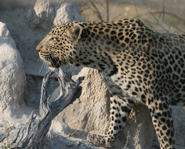 Cheetah Botswana