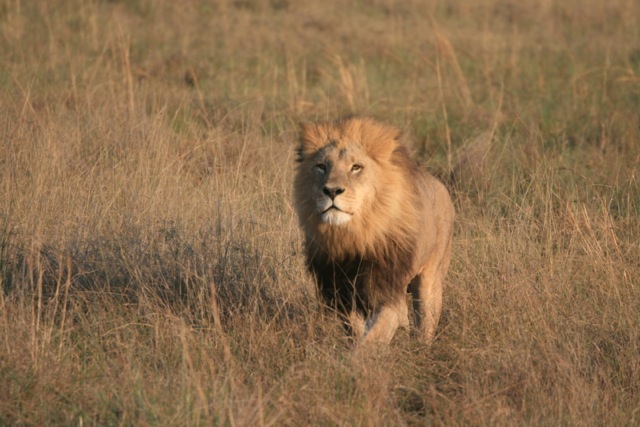 Lion, Botswana