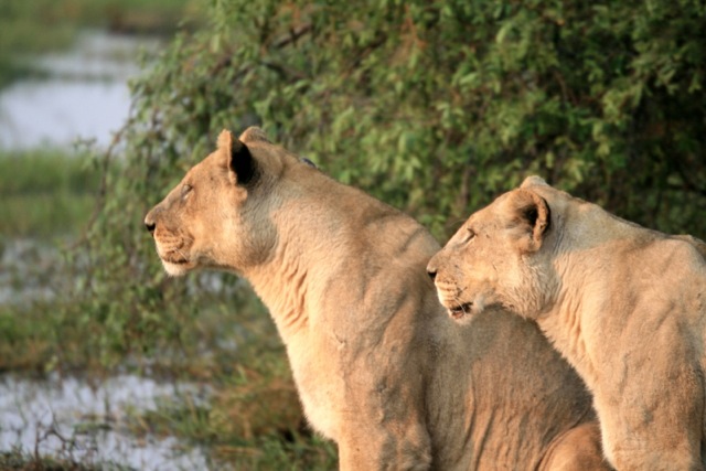 Big Five Lion, Botswana