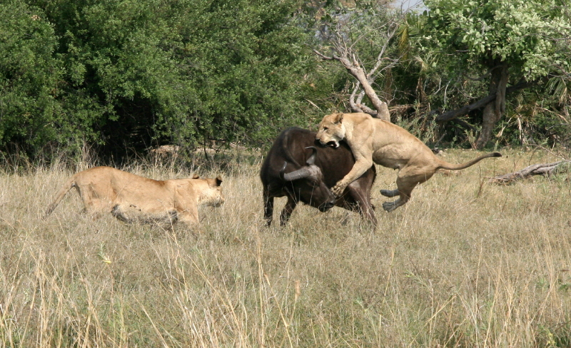 Lion kill Buffalo, Botswana