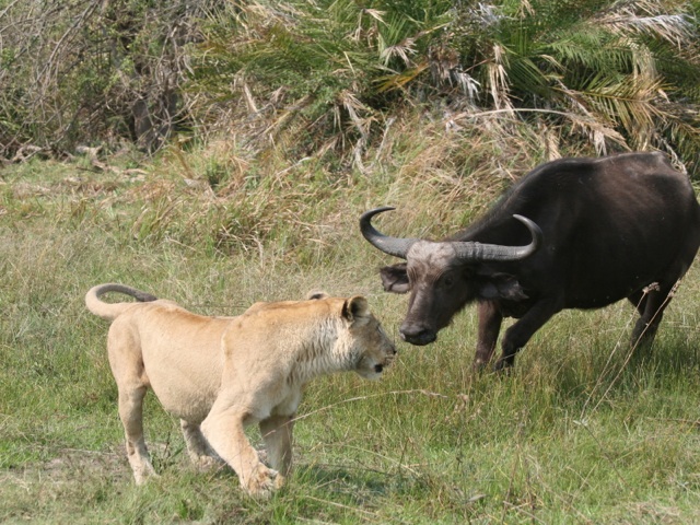 Lion and Buffalo, Botswana