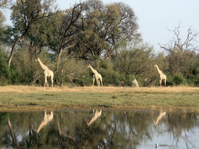 Okavango Delta Travel Guide, Giraffe Okavango Delta botswana