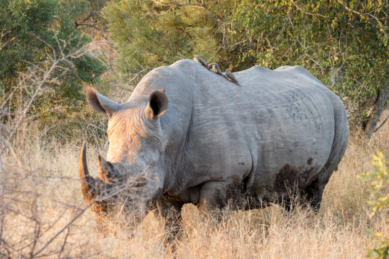 Rhino, Chitwa Chitwa Sabi Sands, South Africa safari, big five safaris