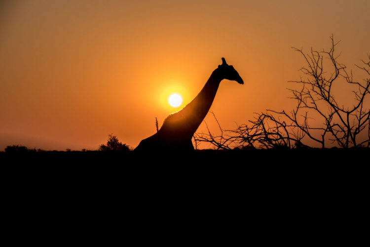 Giraffe at sunset, Madikwe South Africa, South African wildlife safari, Wildlife safaris in Africa, South Africa safari Holidays, african wildlife safari tours, eco tourism, safari holiday packages from Australia, african wildlife safari tours, madikwe game reserve