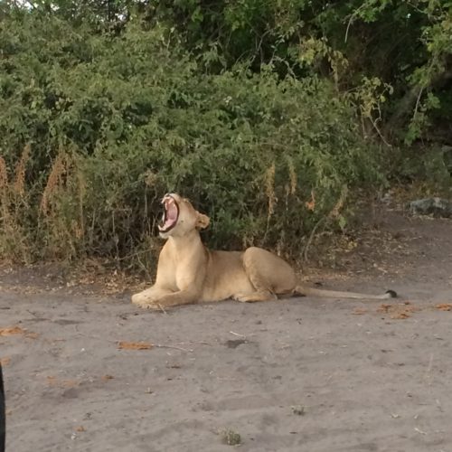 Lion spotted on Big 5 safari Southern Africa