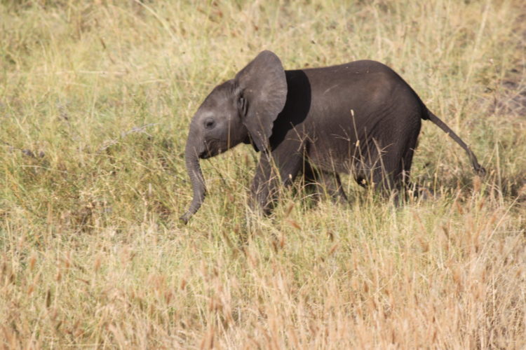 Big 5 Safari we saw baby elephant, Tanzania