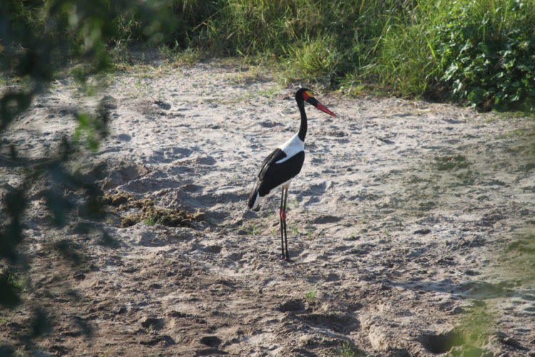 Sun Crane in Tanzania