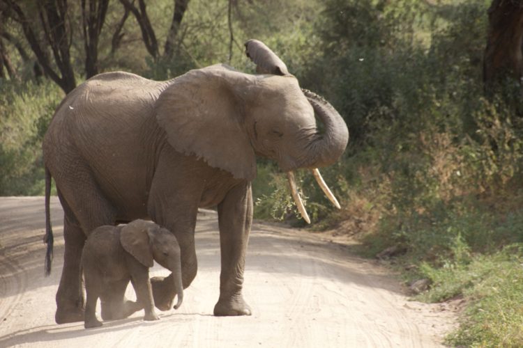 Mum and baby Elephant, sighting on Big 5 Safari