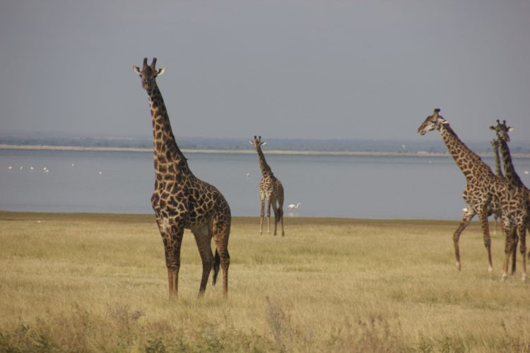 Giraffe seen on Big 5 safari.