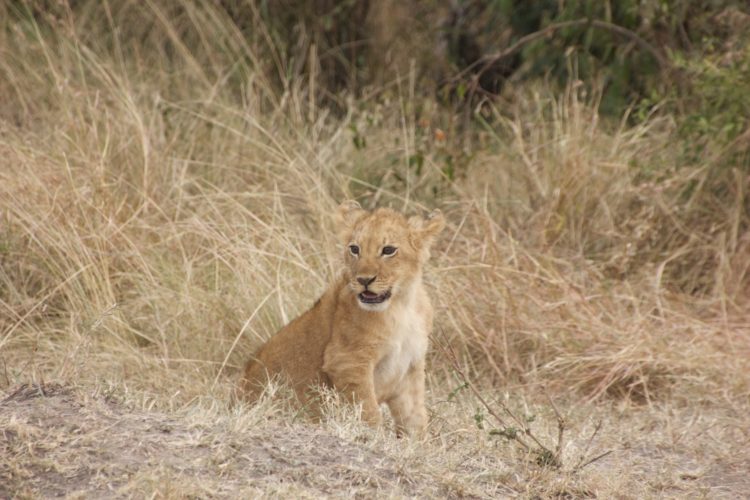 Big 5 Safari we say baby lion