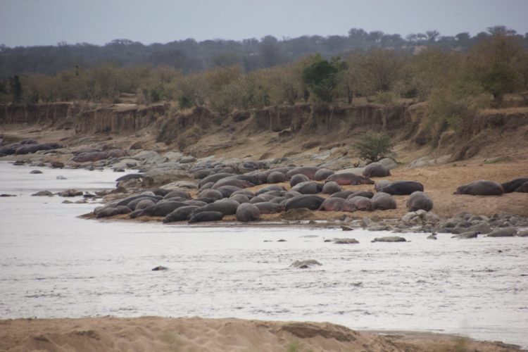 Hippos along River seen on Big 5 Safari.