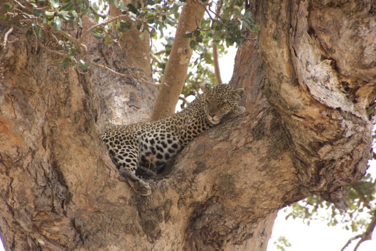 Leopard seen on Big 5 Safari Holiday