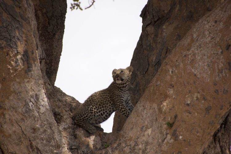 Bay Leopard seen on Big 5 Safari