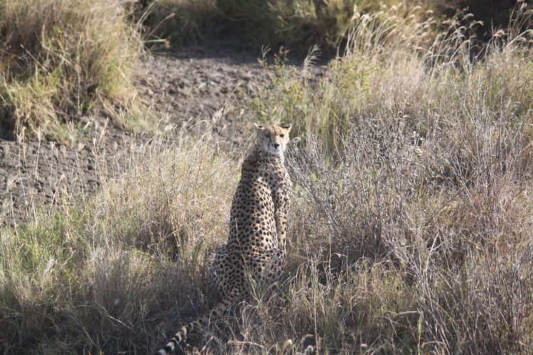 Cheetah in Tanzania